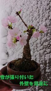 真冬の桜2
